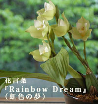 Ԍt́wRainbow DreamxiF̖j